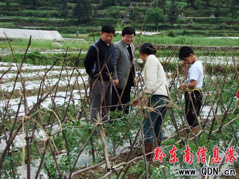 重調研 強指導 促進農業產業又好又快發展