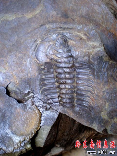 踢開一塊石頭 驚現珍稀化石