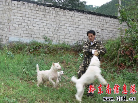 “犬司令”趙亮華和他的下司犬