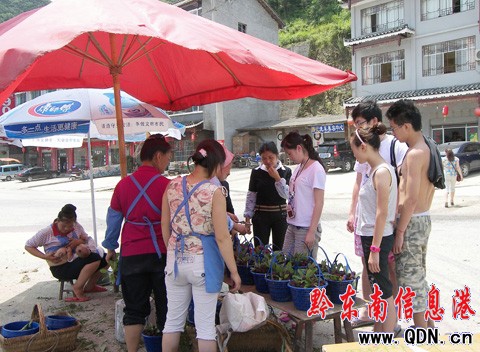 三穗:立夏時節(jié)又到楊梅成熟時(圖)