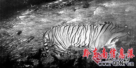 云南保護區野生老虎遭村民獵殺后分食