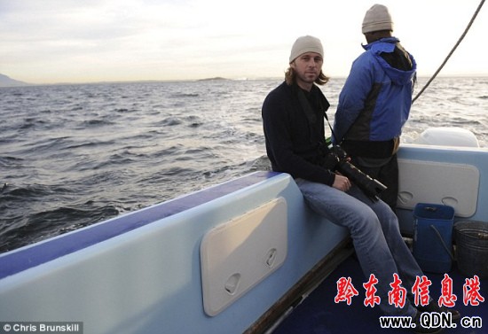 福爾斯灣海豹島周圍的這一區域是世界上唯一鯊魚經常躍出水面的地方 福爾斯灣海豹島周圍的這一區域是世界上唯一鯊魚經常躍出水面的地方