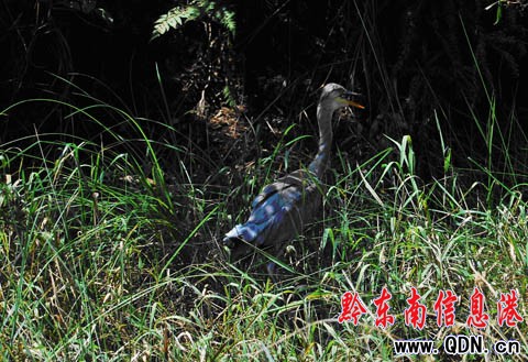 雷公山自然保護區:救治蒼鷺放歸自然(圖)