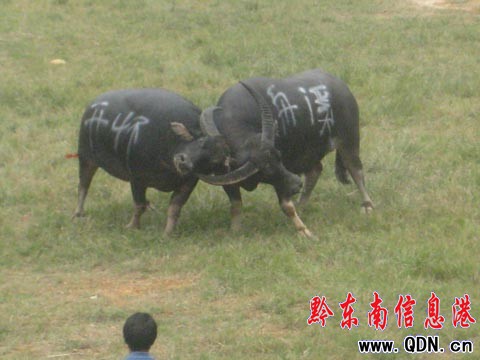 金井猛牛“先跑后追” 斗牛場罕見反敗為勝(圖)