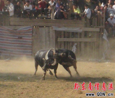 超級(jí)牛王爭(zhēng)霸賽閉幕 凱里牛王奪回霸主(圖)