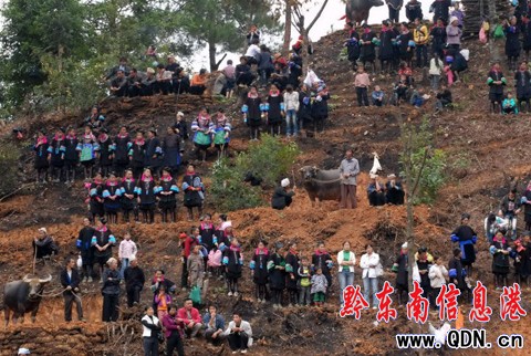 從江:秋后農(nóng)閑賽斗牛(組圖)