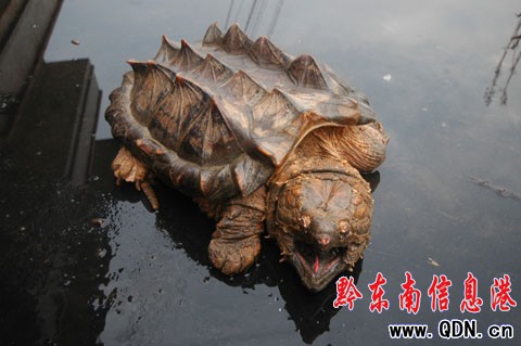300歲美洲鱷魚龜現身天柱 重達8.1公斤(組圖)