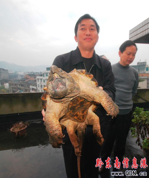 300歲美洲鱷魚龜現身天柱 重達8.1公斤(組圖)