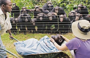 非洲黑猩猩手拉手目送病逝同伴被帶走安葬(圖)