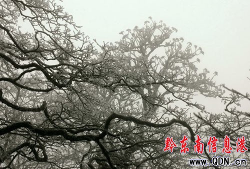 攝影愛好者抓捕雷公山霧凇奇觀(組圖)