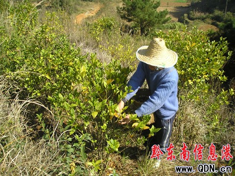 黃平縣引進黃梔子種植喜獲豐收(圖)