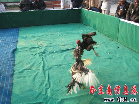 黔東南雄雞爭王賽開幕