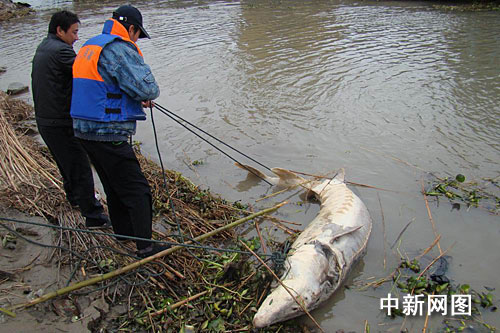 湖北赤壁水域發(fā)現(xiàn)重約200公斤死亡中華鱘(組圖)