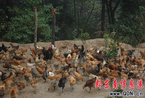 黎平政府8萬元扶持林下養雞專業戶致富(圖)