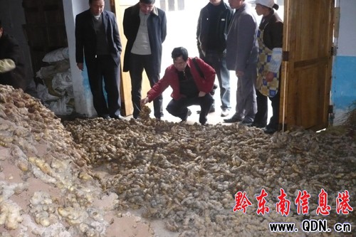 山東大姜讓黃平農民初嘗“甜頭”(圖)