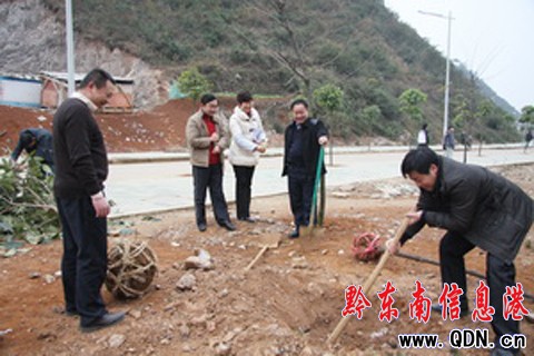 凱里學院師生義務植樹迎新年(圖)