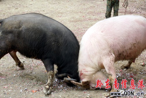 白色水牛成為錦屏斗牛大賽明星焦點(組圖)