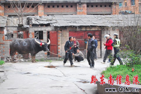 斗牛敗逃竄入市區 交警緊急處置成功排險(圖)