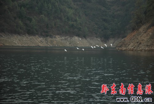 黎平青山綠水成為鳥(niǎo)兒棲身天堂(圖)