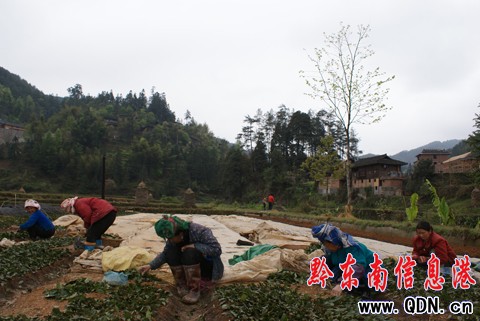 雷山縣利用細雨時節(jié)補栽茶苗6000畝(圖)