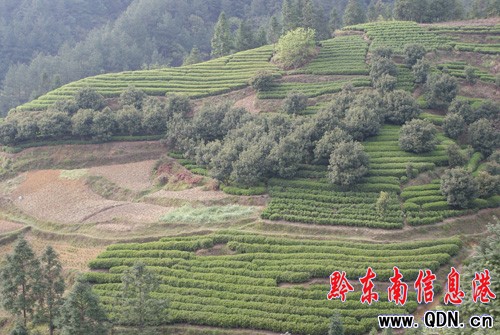 雷山縣急需2000多名采茶工(圖)