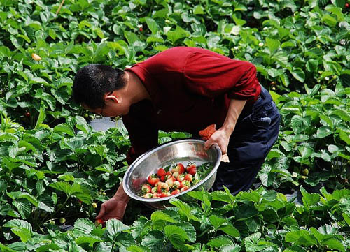 下司采摘草莓正當令 嘴饞城里人周末樂悠悠