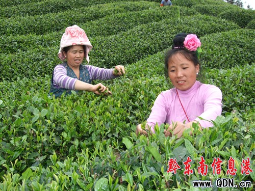 ɽr(nng)ɲæ ɲa(chn)_(d)300D