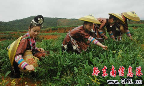 黎平舉行首屆茶產業技能大比武(組圖)