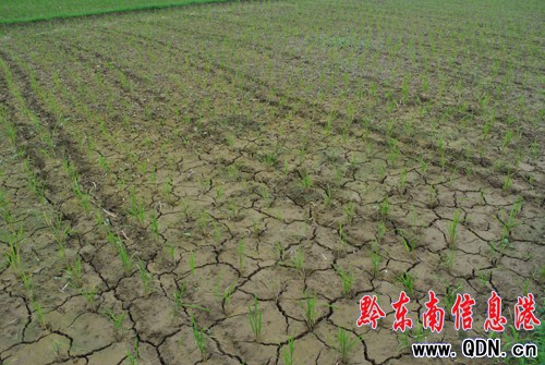 岑鞏稻田干裂秧苗“喊渴”(組圖)