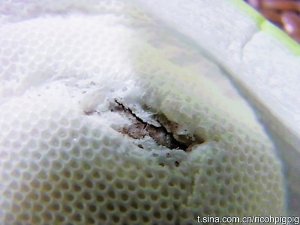 護舒寶衛生巾竟現腐爛內棉?