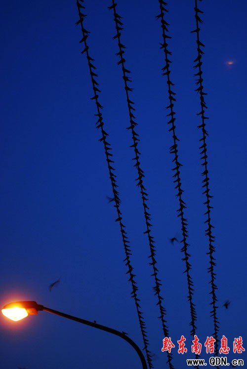 丹寨:優(yōu)美小城引來(lái)萬(wàn)千燕子飛舞翩翩(圖)