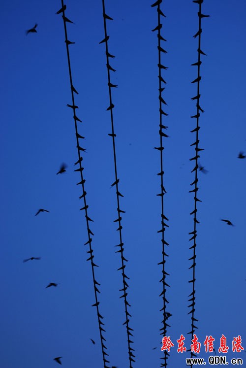 丹寨:優(yōu)美小城引來(lái)萬(wàn)千燕子飛舞翩翩(圖)