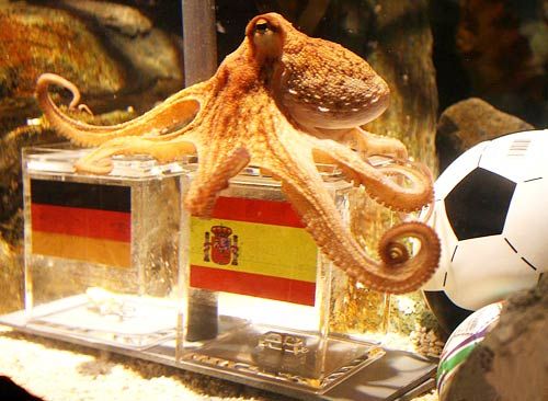 趙忠祥保護(hù)動(dòng)物提倡議:把章魚(yú)保羅放歸大海(圖)