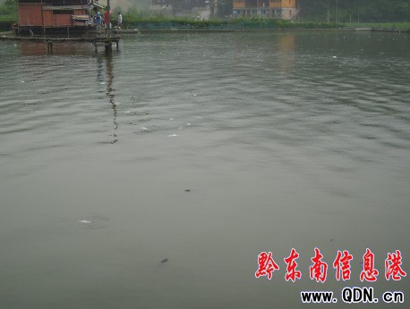 雷山一村民魚塘遭人投毒? 萬條鯉魚暴死塘中(圖)