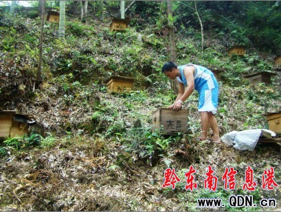 李茂勇:野生中蜂土專家年創(chuàng)收近十萬(圖)