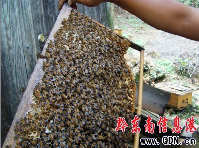 李茂勇:野生中蜂土專家年創(chuàng)收近十萬(圖)