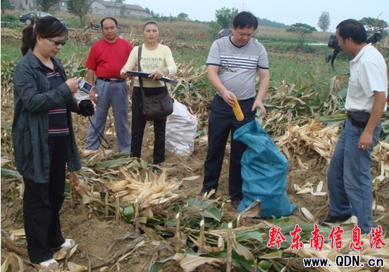 丹寨萬畝玉米高產創建示范項目通過驗收(圖)