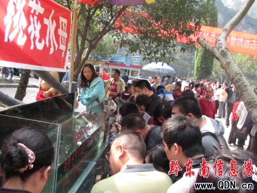 黃金周期間 舞陽河上又現“桃花水母”(圖)