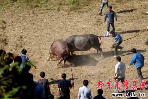 丹寨縣揚(yáng)武鄉(xiāng)萬(wàn)人共慶吃新節(jié)(圖)