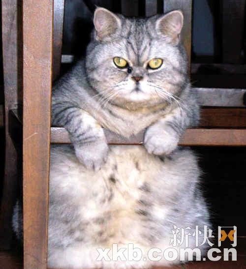 意大利超可愛肥貓酷似加菲貓 愛淋雨洗澡(圖)