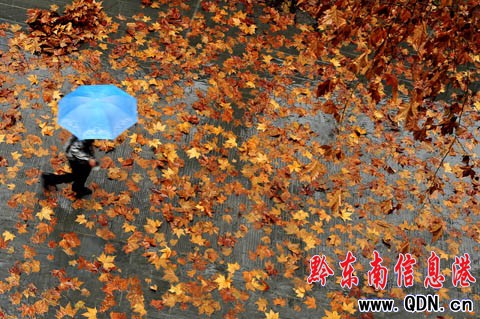 古城街道散落的梧桐葉 猶如一幅冬日美景(圖)