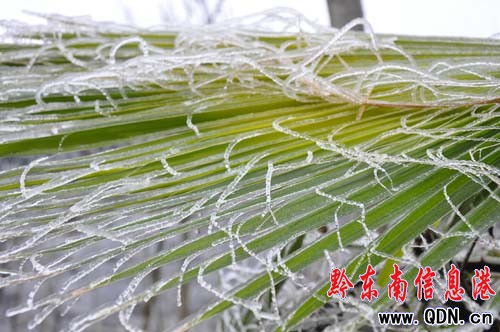 冰雪天氣小高山成“觀景臺(tái)” 私家車冒險(xiǎn)登山