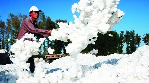 進(jìn)口棉價(jià)格創(chuàng)新高 棉加工企業(yè)開秤率不足八成