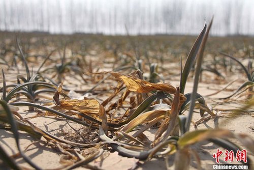 多地糧食主產區(qū)遇特大旱災 257萬人飲水困難