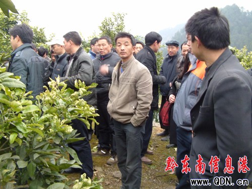 思州牌文旦柚增收700萬 周邊縣慕名前來參觀學習