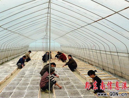 岑鞏縣150棚烤煙育苗完成(圖)