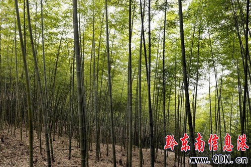 組民變股民 荒山變金山 困境變風(fēng)景