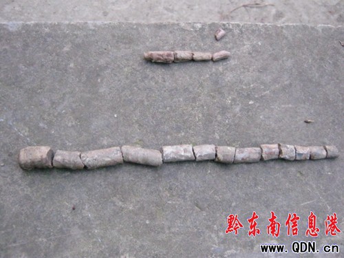 鎮遠尚寨發現疑似古生物化石群(圖)