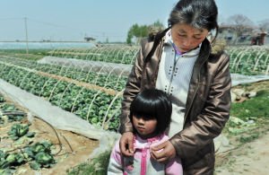 山東卷心菜價格低至8分錢一斤 菜農(nóng)絕望自殺