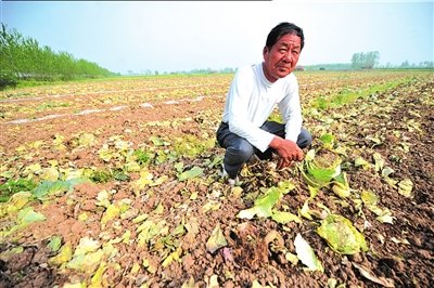 北京市場大蒜價格同期下跌50% 今年難見天價蒜